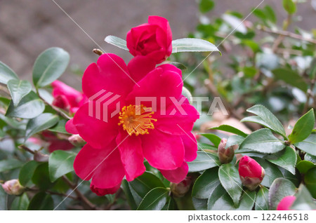  Camellia 122446518