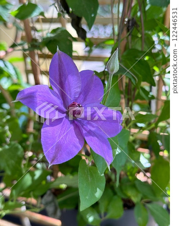passion flower clematis passion flower clematis 122446531