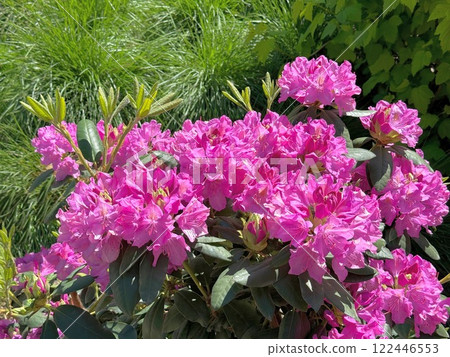 Rhododendron bush with lush pink flowers. 122446553