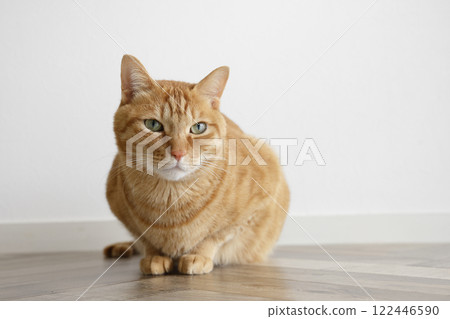 貓親子日常風景 貓親子日常風景 122446590