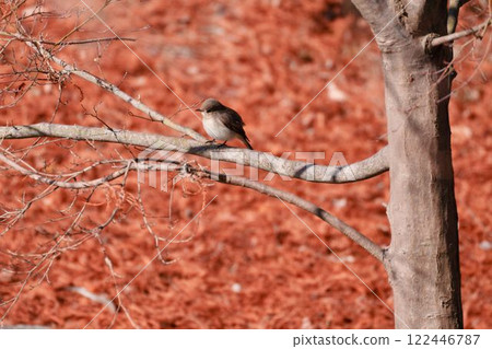 Fallen leaves and a Western yellow-flanked flycatcher 122446787