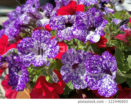 Petunias purple white spotted flowers 122446803