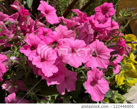 Pretty petunia pink flowers in garden 122446805