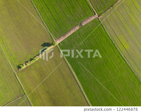 Aerial view of paddy rice field agriculture farm in a tropical rural countryside in the dry season 122446878