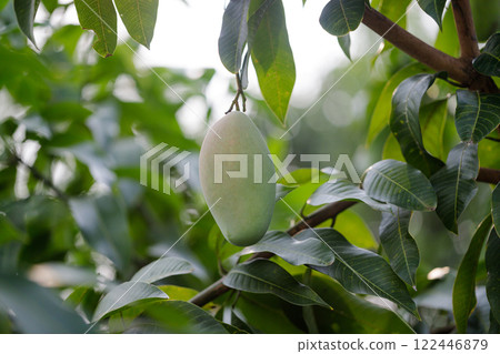 Fresh of unripe green mango fruit on the mango tree. Natural and organic high vitamin fruit from nature. Mangifera Indica L. mango fruit 122446879