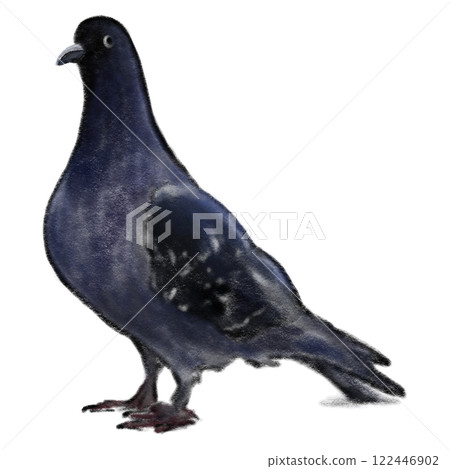 Crayon pigeon isolated drawing, dark blue bird standing drawing 122446902