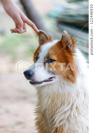 Hand of people touching on Thai Bangkaew dog with fluffy white and brown fur. A Loyal and cheerful dog 122446910