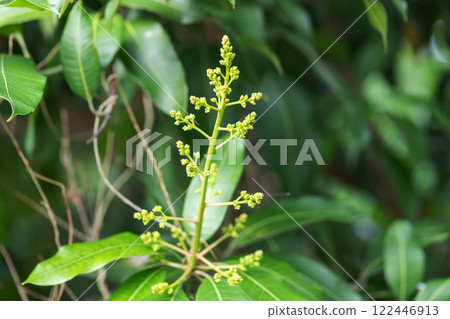 Mango blossoms are blooming before fruiting.The mango bouquet of mango flower is bloom in the nature 122446913