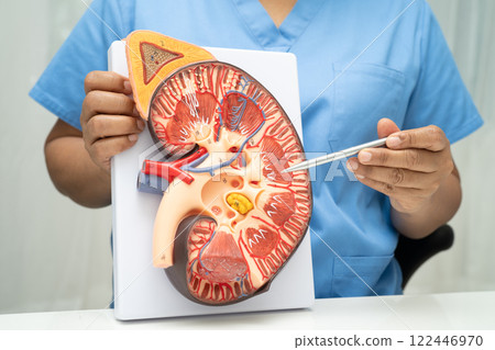 Kidney disease, Chronic kidney disease ckd, Doctor hold human model to treat and study in hospital. Kidney disease, Chronic kidney disease ckd, Doctor hold human model to treat and study in hospital. 122446970