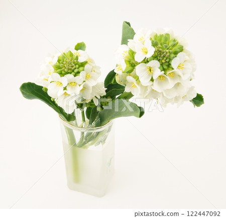 Anchovy greens Anchovy greens 122447092