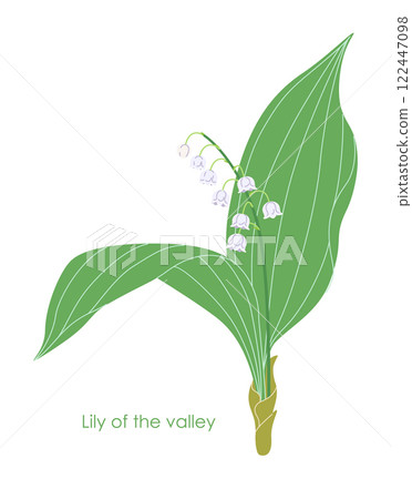 Simple Flowering Lily of the Valley Isolated on White 122447098