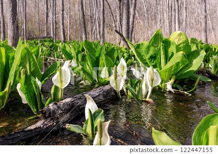 Beautifully blooming skunk cabbage in Chitose, Hokkaido [April] 122447155