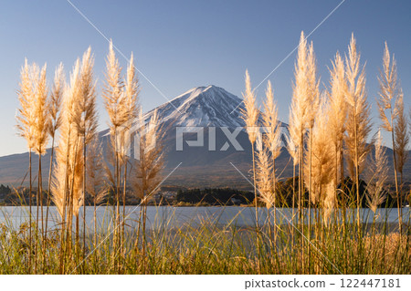<<Yamanashi Prefecture>> Mt. Fuji and Pampas grass at dawn on the shores of Lake Kawaguchi <<Yamanashi Prefecture>> Mt. Fuji and Pampas grass at dawn on the shores of Lake Kawaguchi 122447181