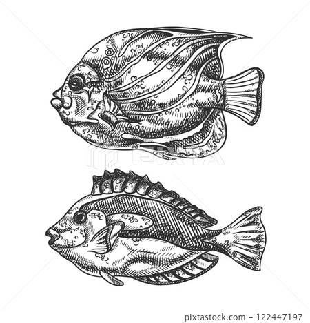 Vector illustration of sea fish. A tropical underwater animal. Tropical element of natural world. For postcards, prints. Hand drawn textured sketch in black and white on isolated background 122447197