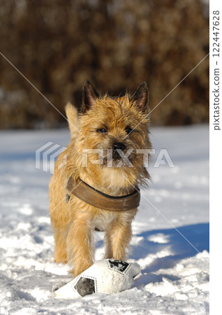 Dog in snow Dog in snow 122447628
