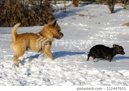 Two dogs in the snow 122447631