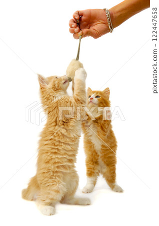 Cat and mouse 122447658