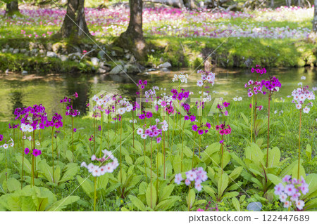 千手濱的一簇櫻草花 122447689