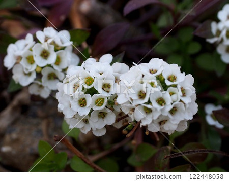 Close-up of white alyssum flowers (Alyssum blooming in the shade) 122448058