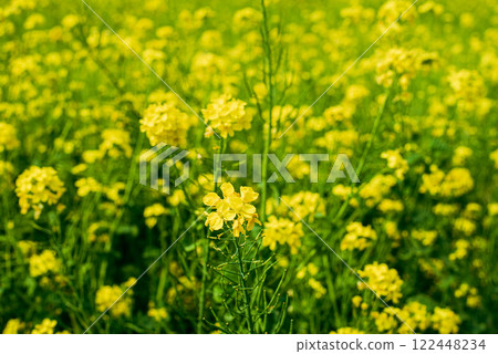 油菜田 122448234