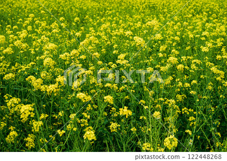 油菜田 122448268