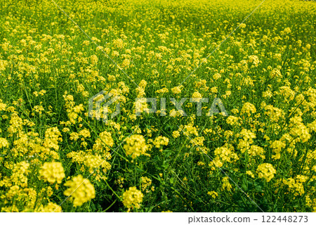 Rapeseed field 122448273