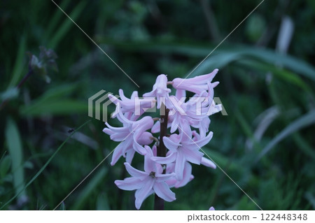 盛開在春天田野的淡紫色風信子 盛開在春天田野的淡紫色風信子 122448348