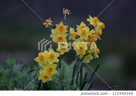 春天黑暗中的亮黃色水仙花 春天黑暗中的亮黃色水仙花 122448349