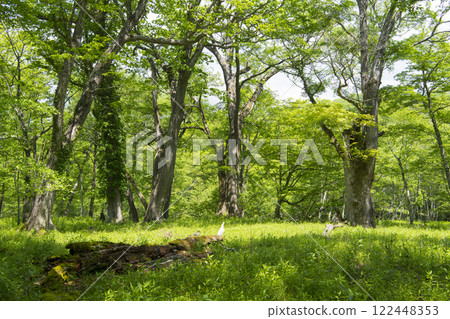 Fresh green Mizunara forest 122448353