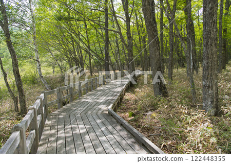 Wooden path surrounded by fresh greenery 122448355