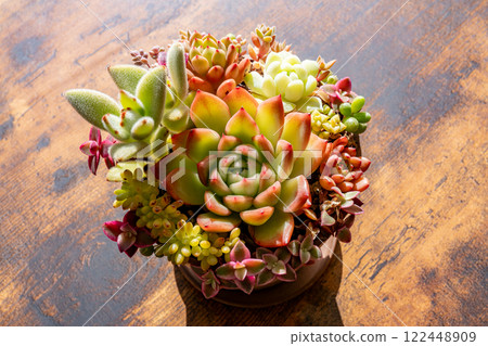 Succulent plant Echeveria elegance Succulent plant Echeveria elegance 122448909