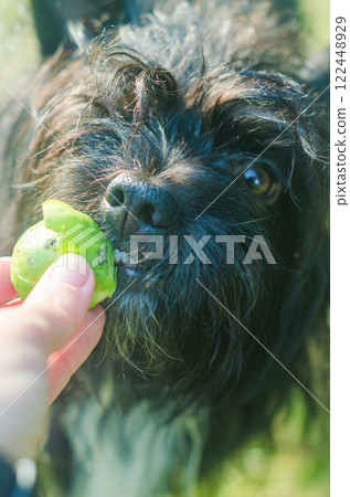 a playful shaggy dog biting a green Brussel cabbage ball in a humans hand. High quality photo a playful shaggy dog biting a green Brussel cabbage ball in a humans hand. High quality photo 122448929