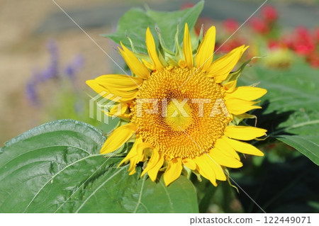 Arao City Omoyai Citizen Flower Bed Sunflowers, Arao City Omoyai Citizen Flower Bed Sunflowers, 122449071
