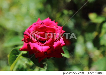 荒尾市少女公民花壇玫瑰花， 122449080