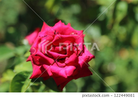 荒尾市少女公民花壇玫瑰花, 荒尾市少女公民花壇玫瑰花, 122449081