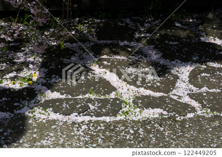 櫻花花瓣堆積在石板路上 櫻花花瓣堆積在石板路上 122449205
