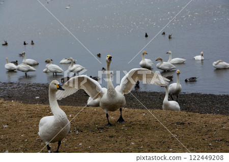 Swans flapping their wings on the lakeside 122449208