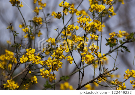 Spring image of blossoming branches with bright yellow flowers against a blue sky. The flowers create a striking contrast to the sky, drawing attention with their rich coloring and graceful shapes.  122449222