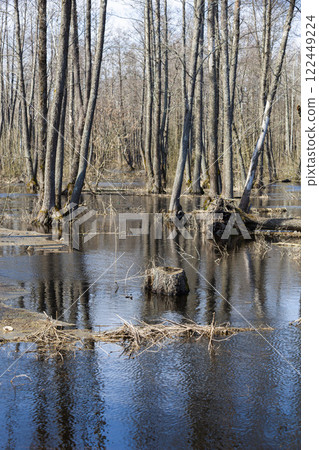 Photo of spring flooding in the forest. Water flooded the forest area, reflecting bare trees and blue sky. A tree stump surrounded by water. The water is calm, with light ripples on the surface. Photo of spring flooding in the forest. Water flooded the forest area, reflecting bare trees and blue sky. A tree stump surrounded by water. The water is calm, with light ripples on the surface. 122449224