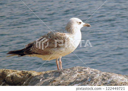 Seagull Resting on a Rocky Shore by the Ocean.A Serene Coastal Scene with a Relaxing Bird in Natural Habitat.A young seagull with white and brown plumage rests comfortably on a rugged rock . Seagull Resting on a Rocky Shore by the Ocean.A Serene Coastal Scene with a Relaxing Bird in Natural Habitat.A young seagull with white and brown plumage rests comfortably on a rugged rock . 122449721