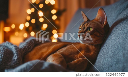 A beautiful Abyssinian cat with green eyes lying on grey plaid on sofa in a cozy home atmosphere. A Christmas tree with garland lights on background. 122449977