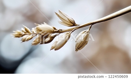 Close up of rice plant showing seeds and flowers on blurred background 122450609
