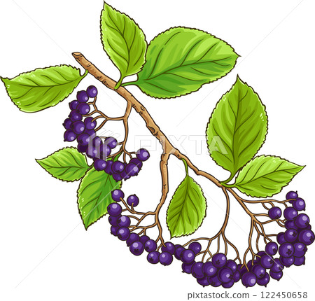 Black Rowan Branch with Berries  Colored Detailed Illustration 122450658