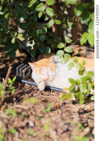 陽光照射下的貓咪的平靜時刻 122450955