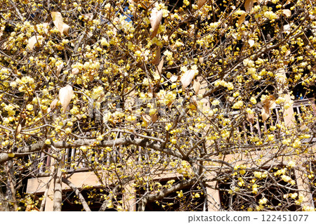 Fragrant wintersweet forest Fragrant wintersweet forest 122451077