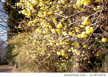 Fragrant wintersweet forest Fragrant wintersweet forest 122451078