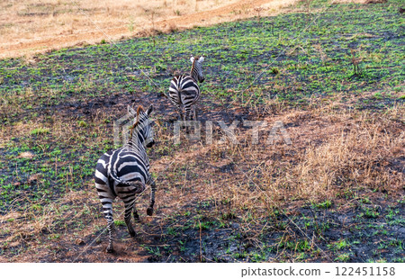Zebra in the Serengeti 122451158