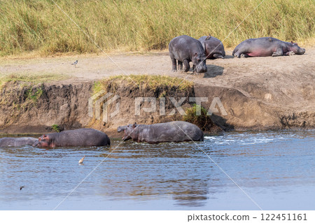 Hippos entering the water 122451161