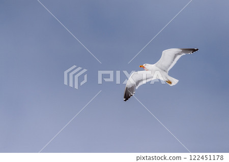Close-up of a flying kelp gull 122451178