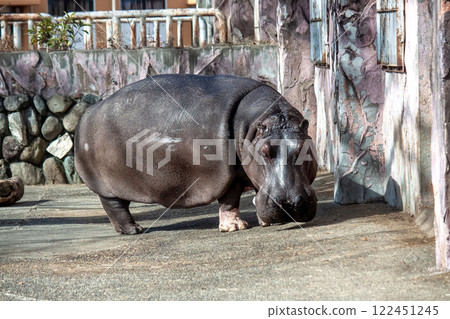 Hippopotamus with eyes, nostrils, and external ears aligned in a straight line [Mammalia, Artiodactyla, Hippopotamidae] 122451245